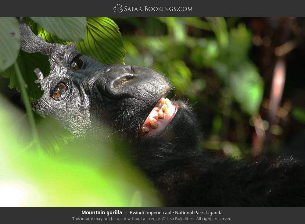 Mountain gorilla in Bwindi Impenetrable National Park, Uganda