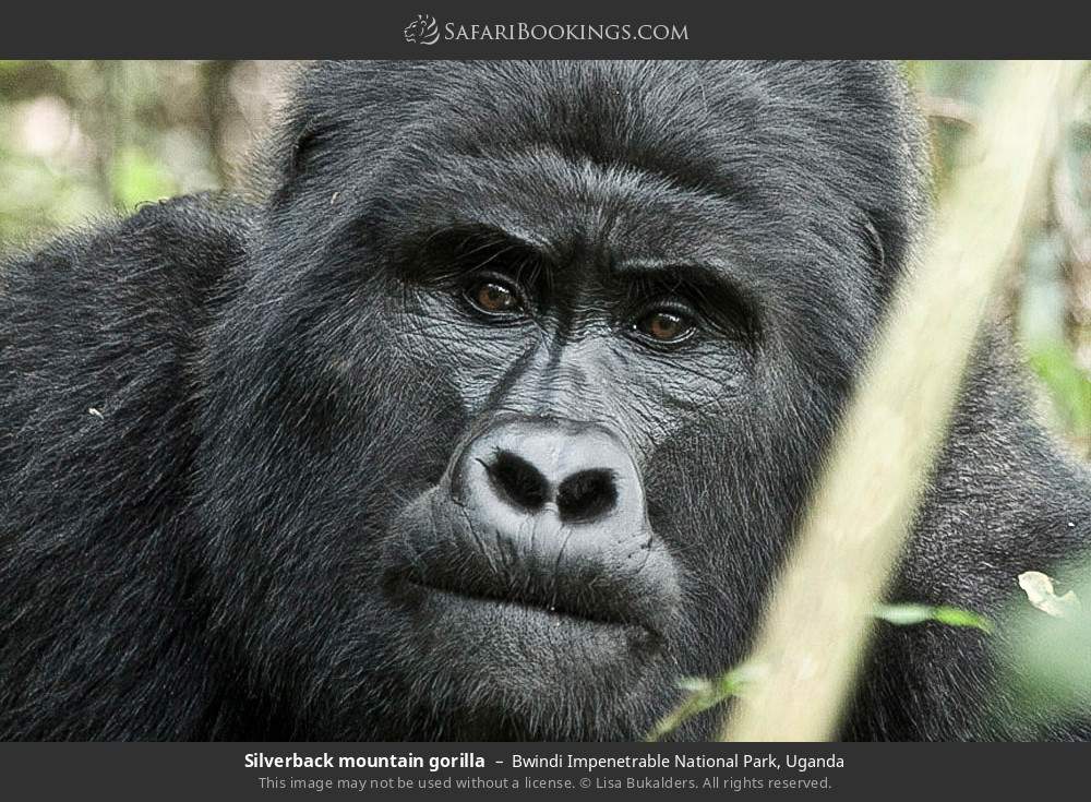 Silverback mountain gorilla in Bwindi Impenetrable National Park, Uganda