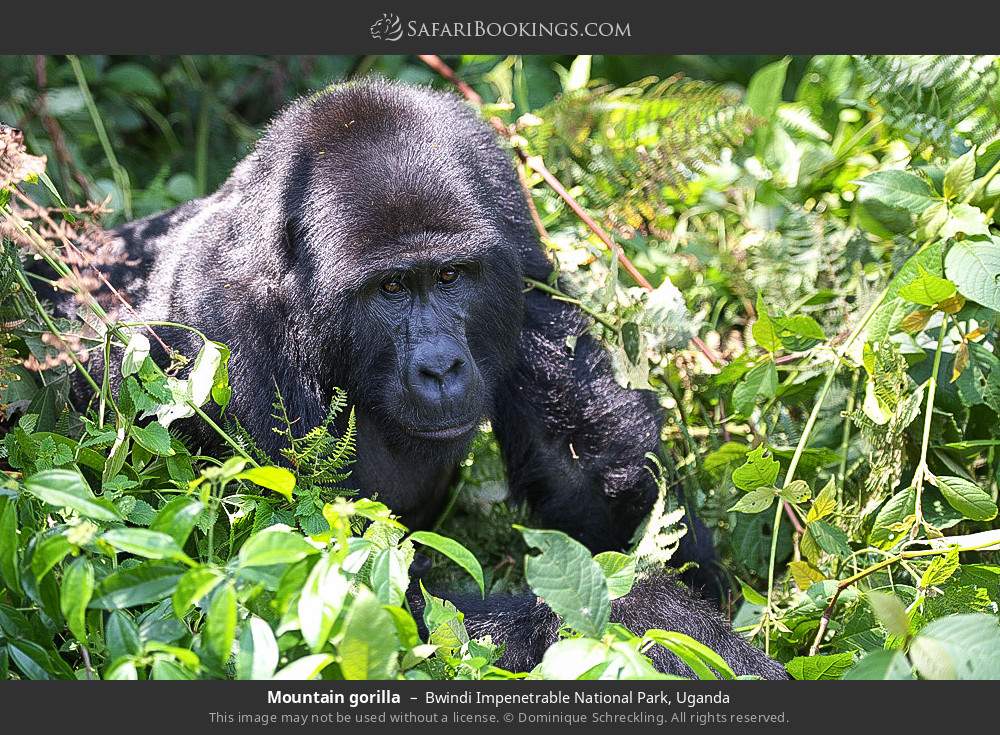 Uganda Safari: 8-Day Gorilla;Chimpanze;Queen;Murchison;Wildlife;Tour