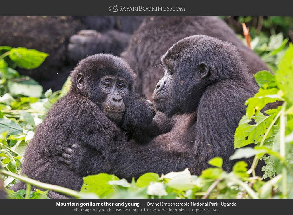 Mountain gorilla mother and young in Bwindi Impenetrable National Park, Uganda