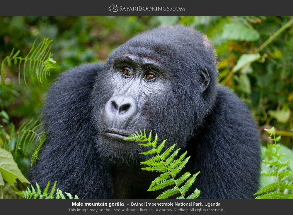 Male mountain gorilla in Bwindi Impenetrable National Park, Uganda