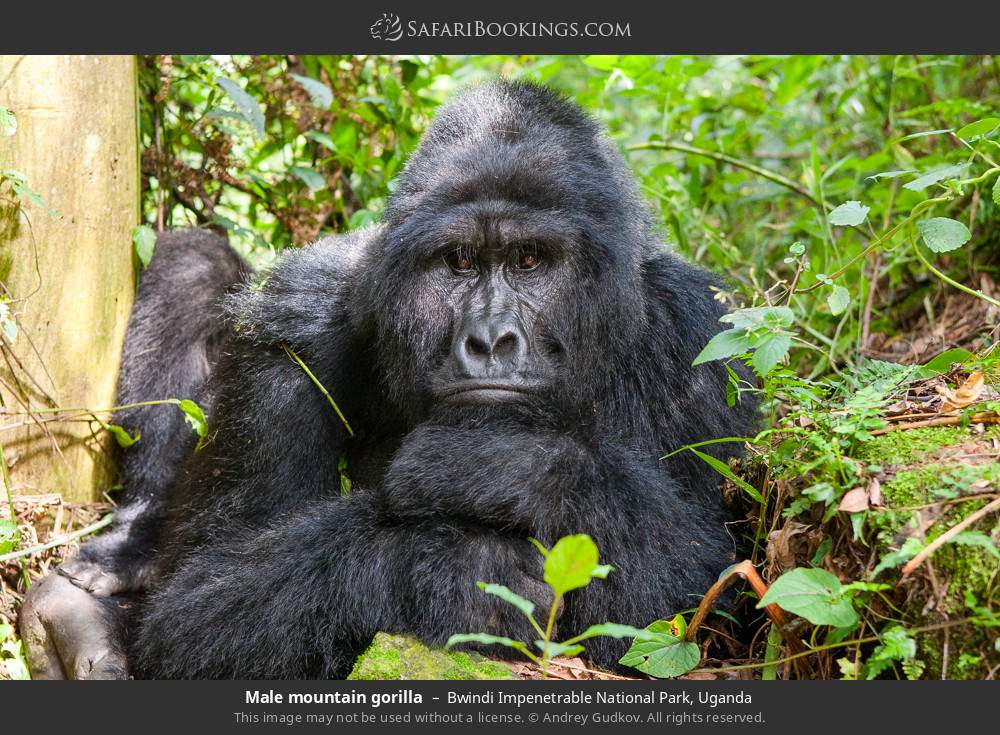 Male mountain gorilla in Bwindi Impenetrable National Park, Uganda