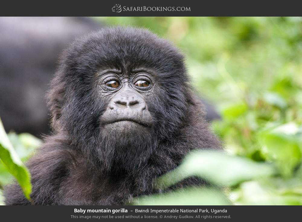 Baby mountain gorilla in Bwindi Impenetrable National Park, Uganda