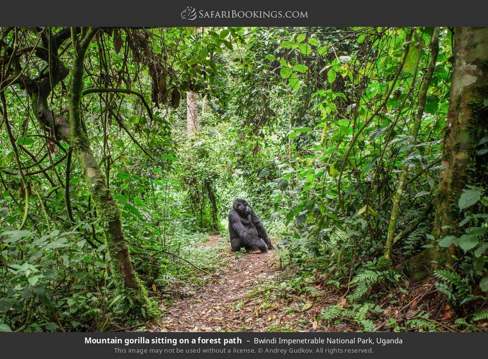 Mountain gorilla sitting on a forest path in Bwindi Impenetrable National Park, Uganda