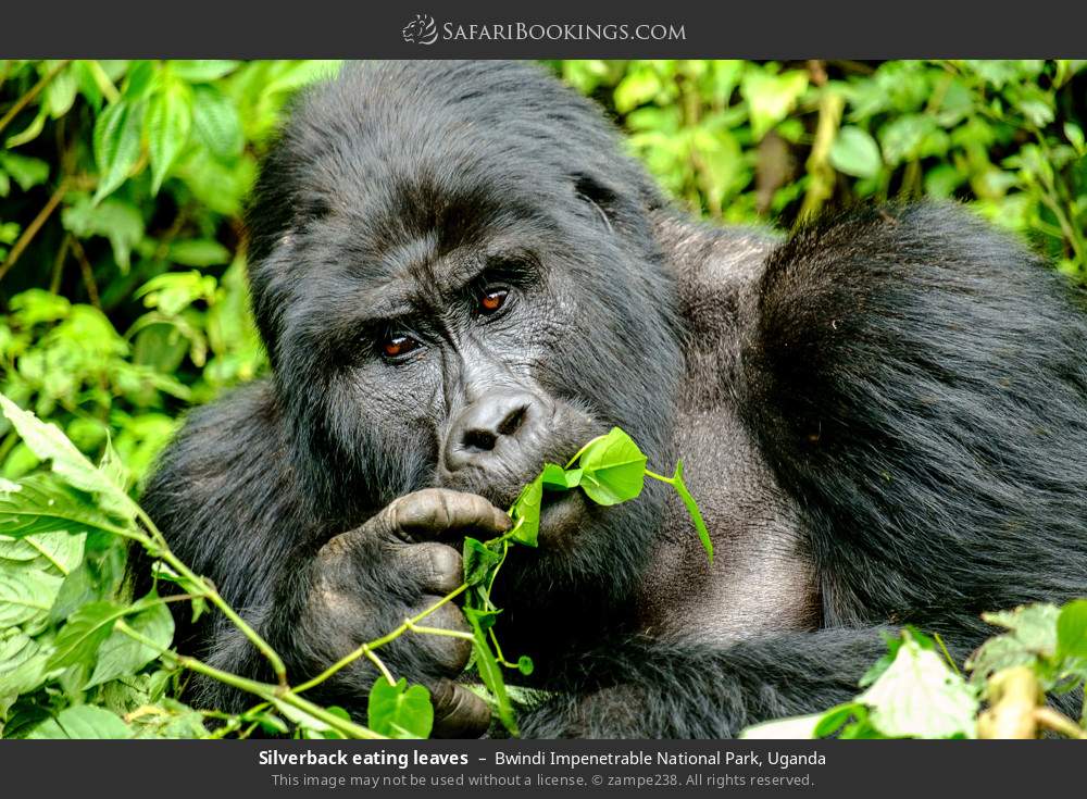 Silverback mountain gorilla eating leaves in Bwindi Impenetrable National Park, Uganda