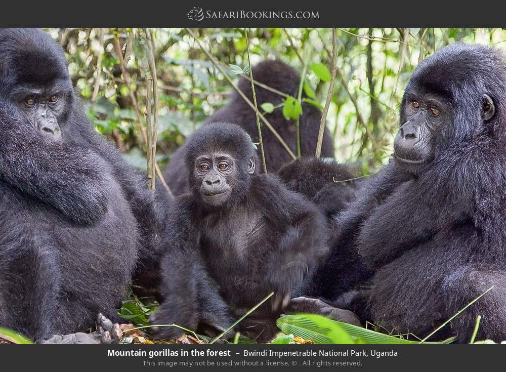 Mountain gorillas in the forest in Bwindi Impenetrable National Park, Uganda