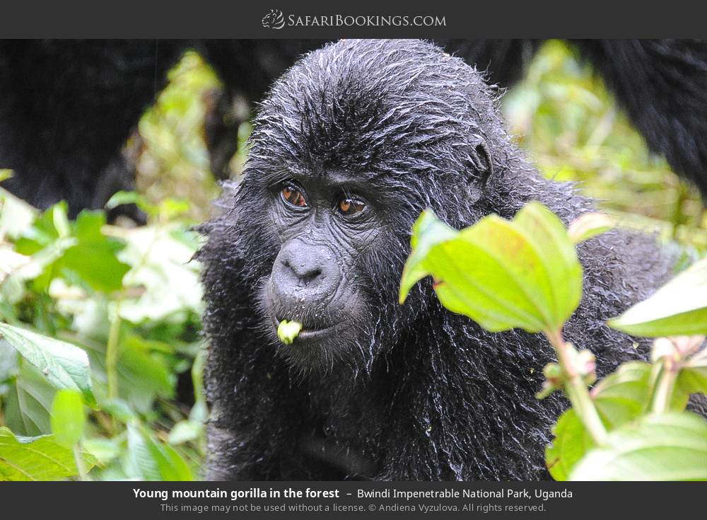 Young mountain gorilla in the forest in Bwindi Impenetrable National Park, Uganda