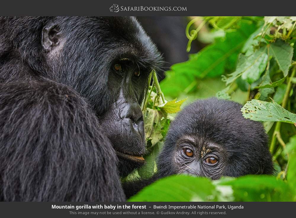 Mountain gorilla with baby in the forest in Bwindi Impenetrable National Park, Uganda