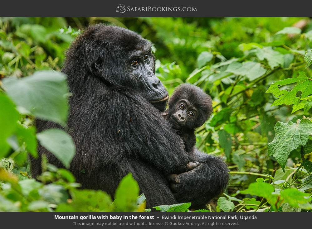 Mountain gorilla with baby in the forest in Bwindi Impenetrable National Park, Uganda