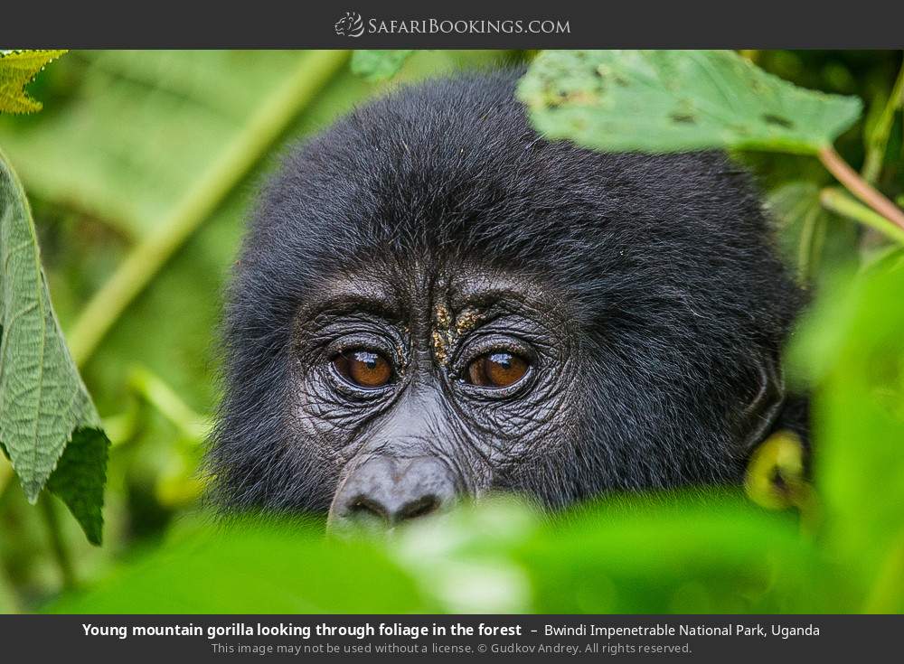 Uganda Safari: 3-Day Gorilla Trekking and Batwa Pygmies Uganda Safari