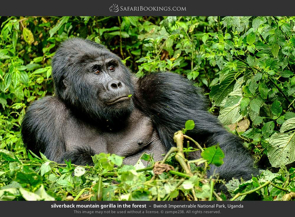 Silverback mountain gorilla in the forest in Bwindi Impenetrable National Park, Uganda