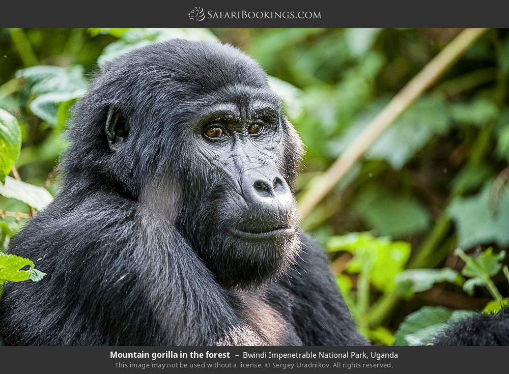 Mountain gorilla in the forest in Bwindi Impenetrable National Park, Uganda