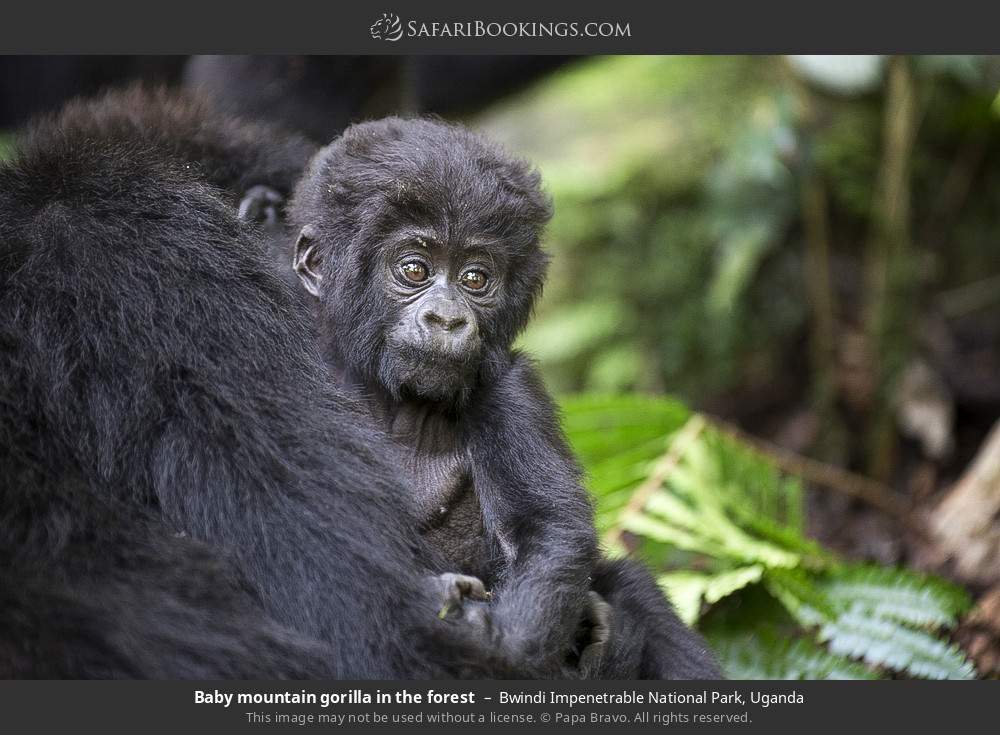 Baby mountain gorilla in the forest in Bwindi Impenetrable National Park, Uganda