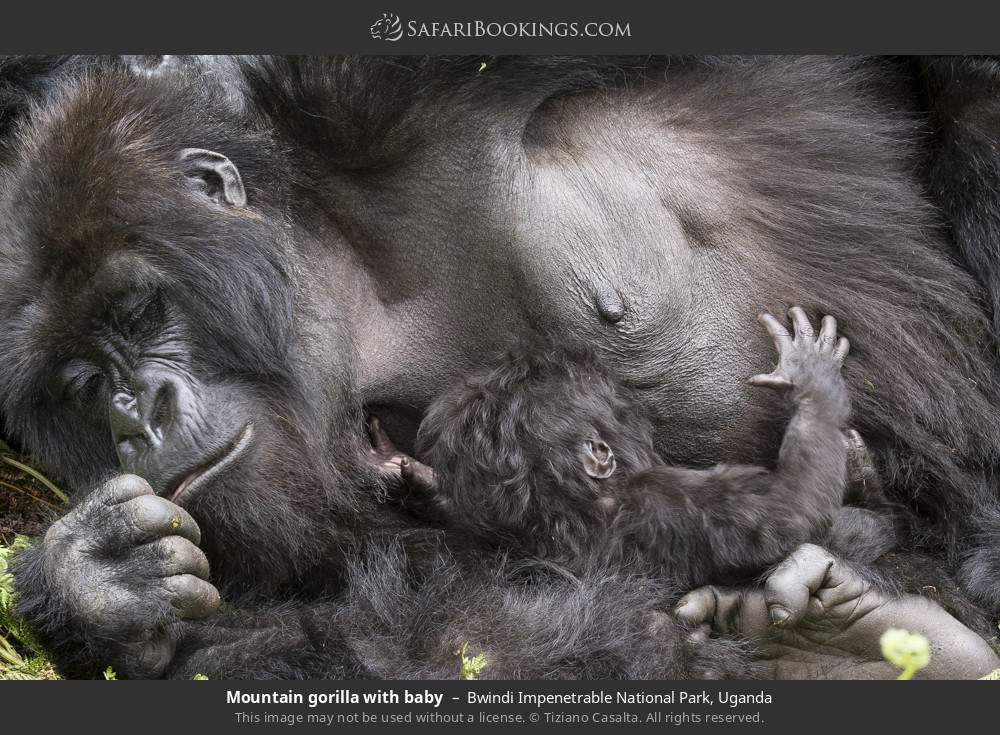 Mountain gorilla with baby in Bwindi Impenetrable National Park, Uganda