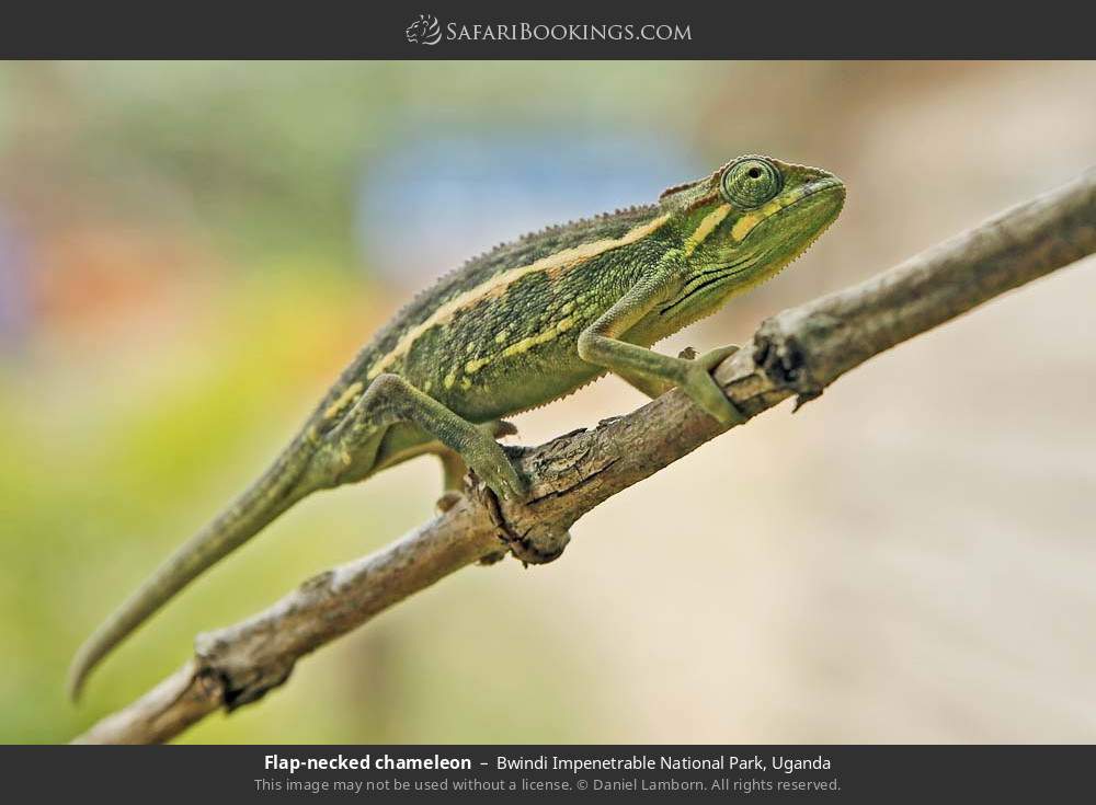 Flap-necked chameleon in Bwindi Impenetrable National Park, Uganda