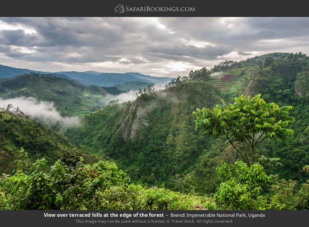 View over terraced hills at the edge of the forest in Bwindi Impenetrable National Park, Uganda