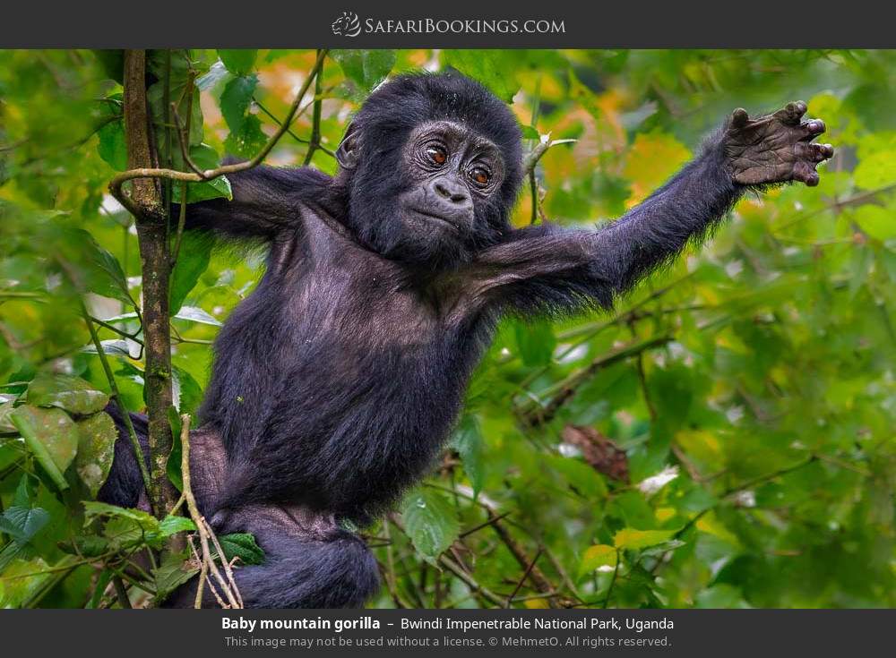 Baby mountain gorilla in Bwindi Impenetrable National Park, Uganda