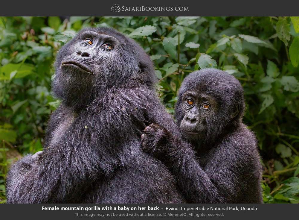 Mountain gorilla with baby on her back in Bwindi Impenetrable National Park, Uganda