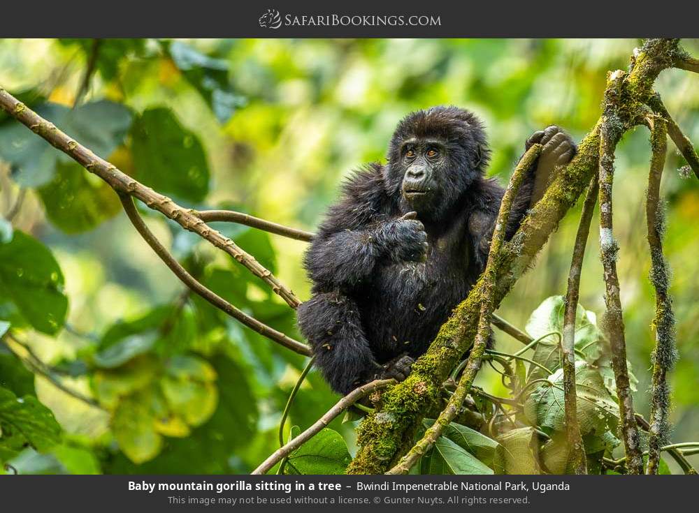 Baby mountain gorilla sitting in a tree in Bwindi Impenetrable National Park, Uganda