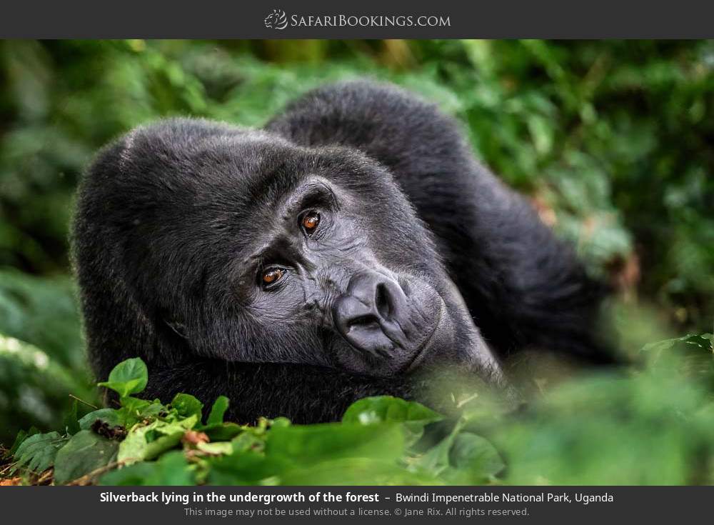 Silverback mountain gorilla lying in the undergrowth in Bwindi Impenetrable National Park, Uganda