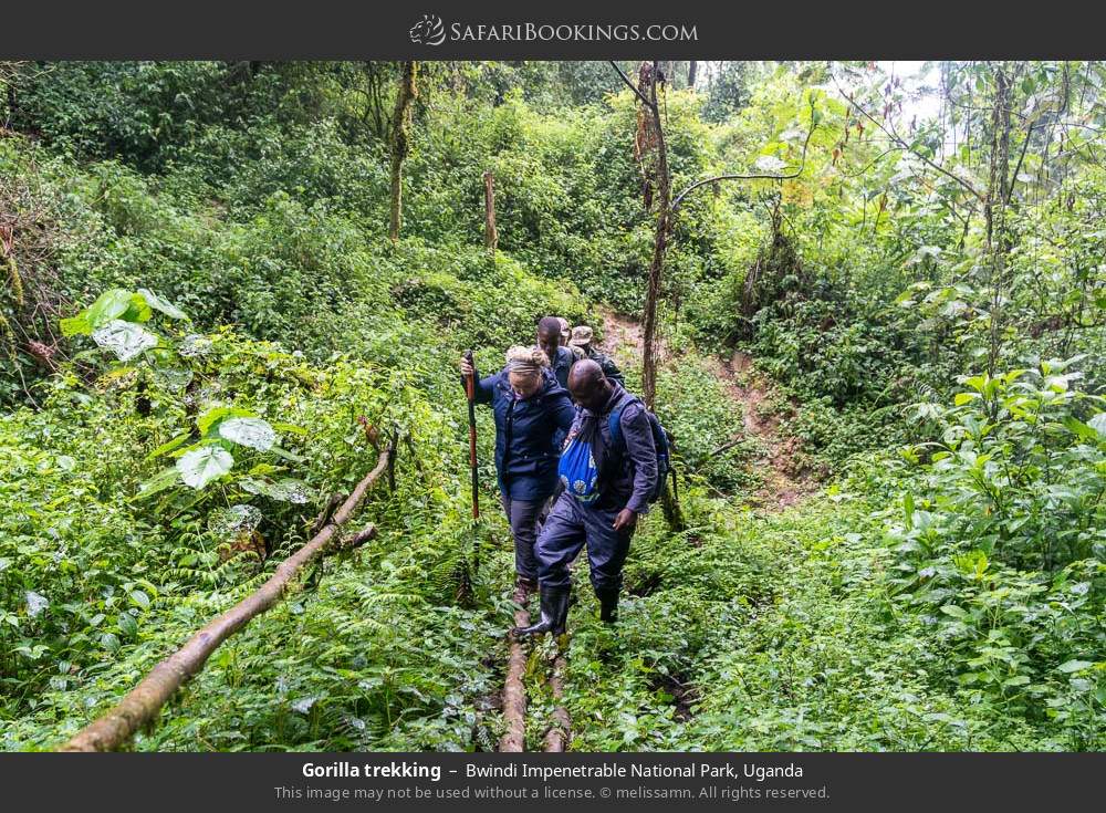 Gorilla trekking in Bwindi Impenetrable National Park, Uganda