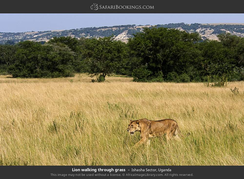 Lion walking through grass in Ishasha Sector, Uganda