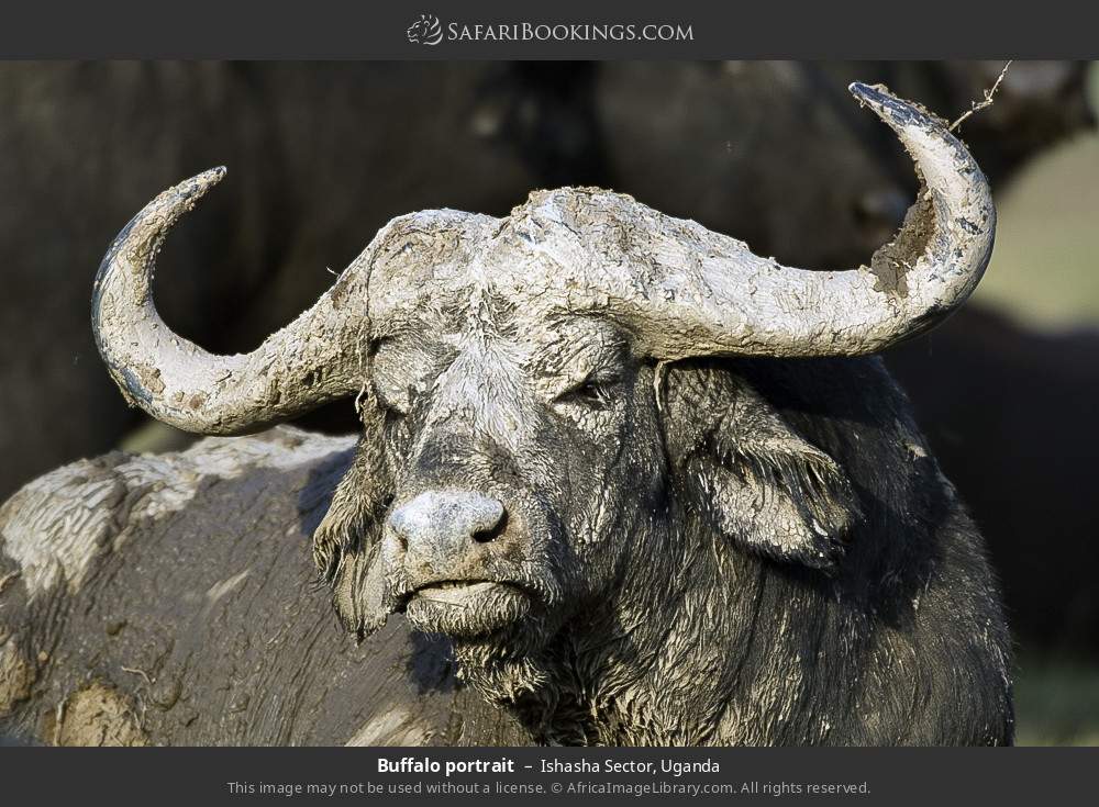 Buffalo portrait in Ishasha Sector, Uganda