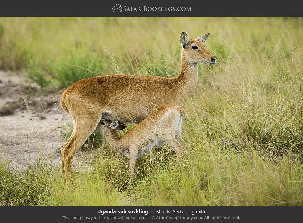 Uganda kob suckling in Ishasha Sector, Uganda