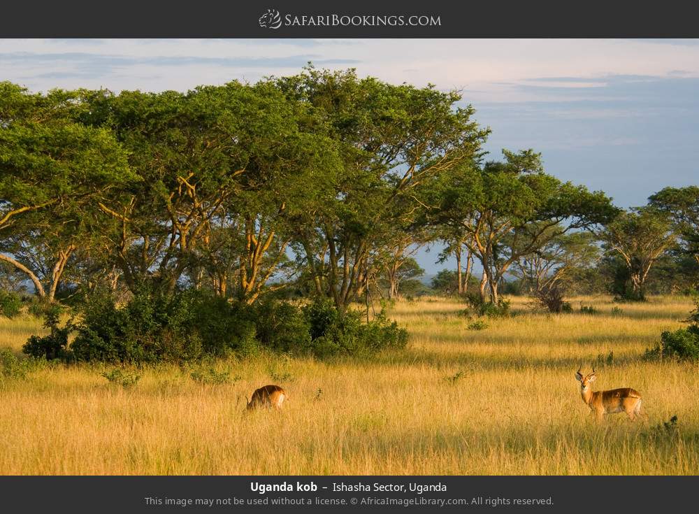 Uganda kob in Ishasha Sector, Uganda