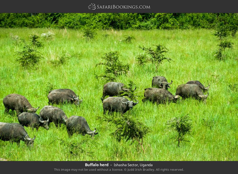 Buffalo herd in Ishasha Sector, Uganda