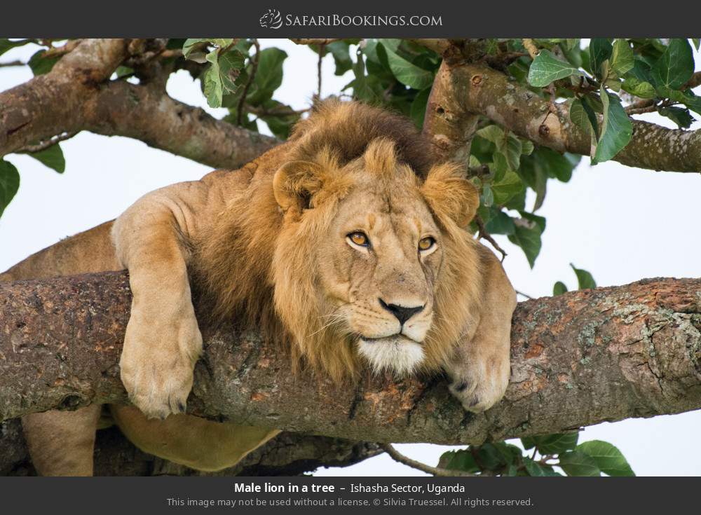 Male lion in a tree in Ishasha Sector, Uganda