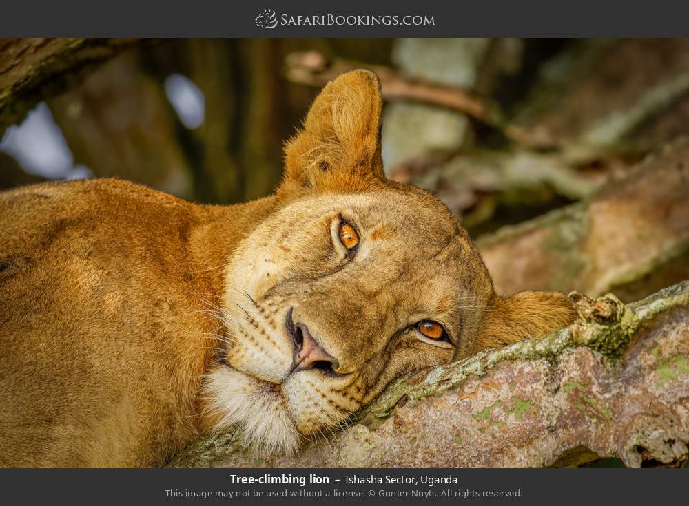 Tree-climbing lion in Ishasha Sector, Uganda