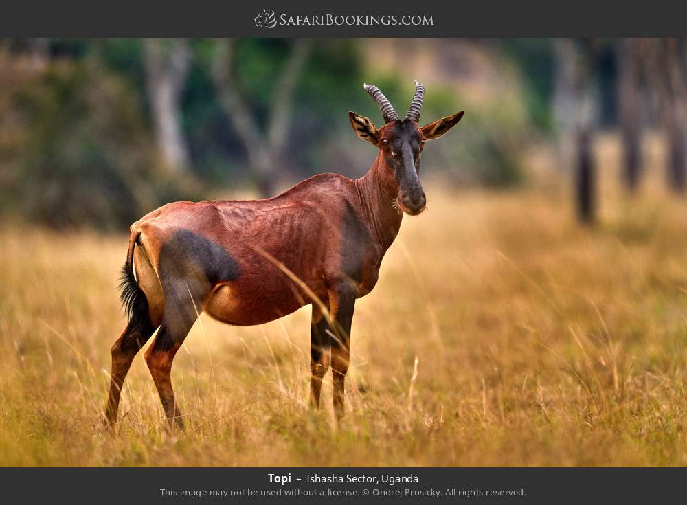 Topi in Ishasha Sector, Uganda