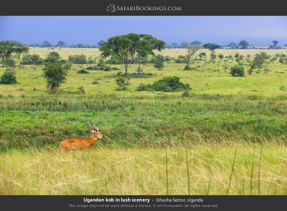 Uganda kob in lush scenery in Ishasha Sector, Uganda