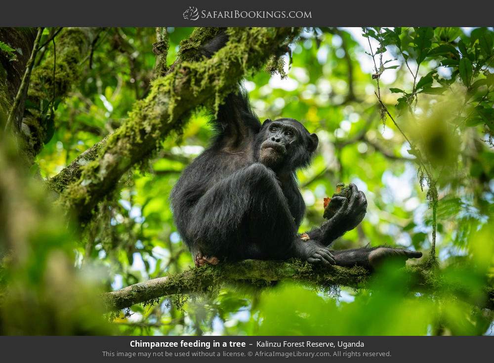 Chimpanzee feeding in a tree in Kalinzu Forest Reserve, Uganda