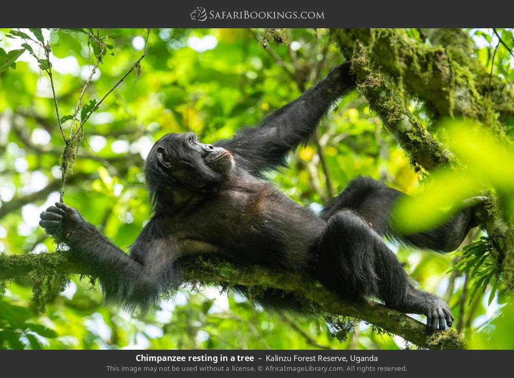 Chimpanzee resting in a tree in Kalinzu Forest Reserve, Uganda