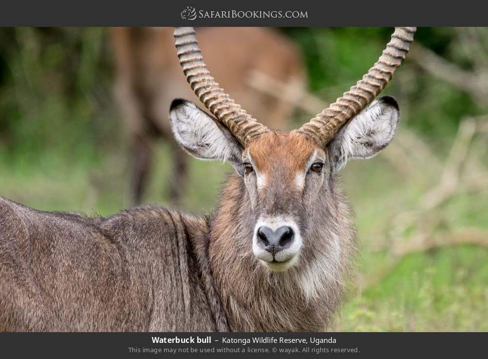 Waterbuck bull in Katonga Wildlife Reserve, Uganda