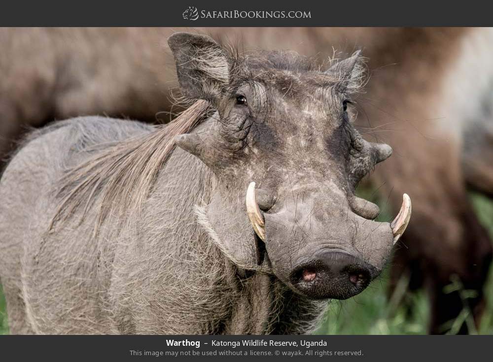 Warthog in Katonga Wildlife Reserve, Uganda