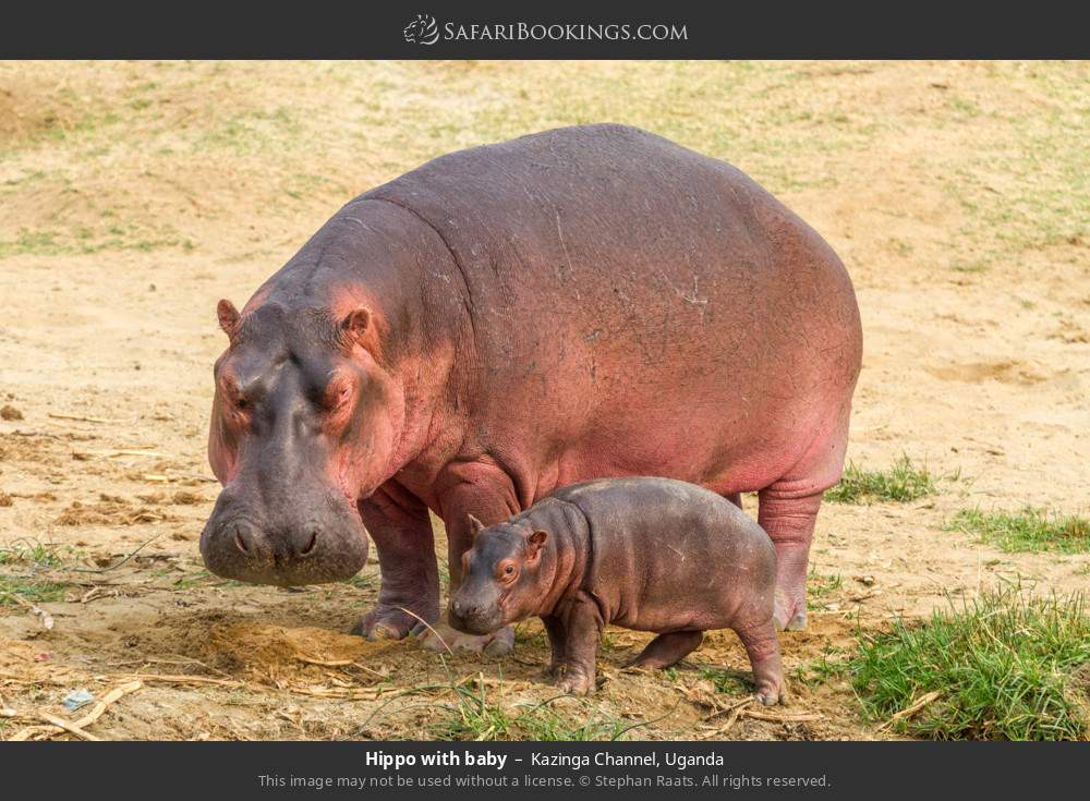 Hippo with baby in Kazinga Channel, Uganda