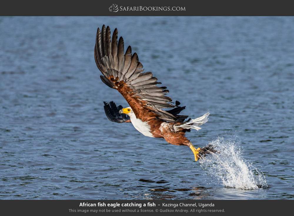 African fish eagle catching a fish in Kazinga Channel, Uganda