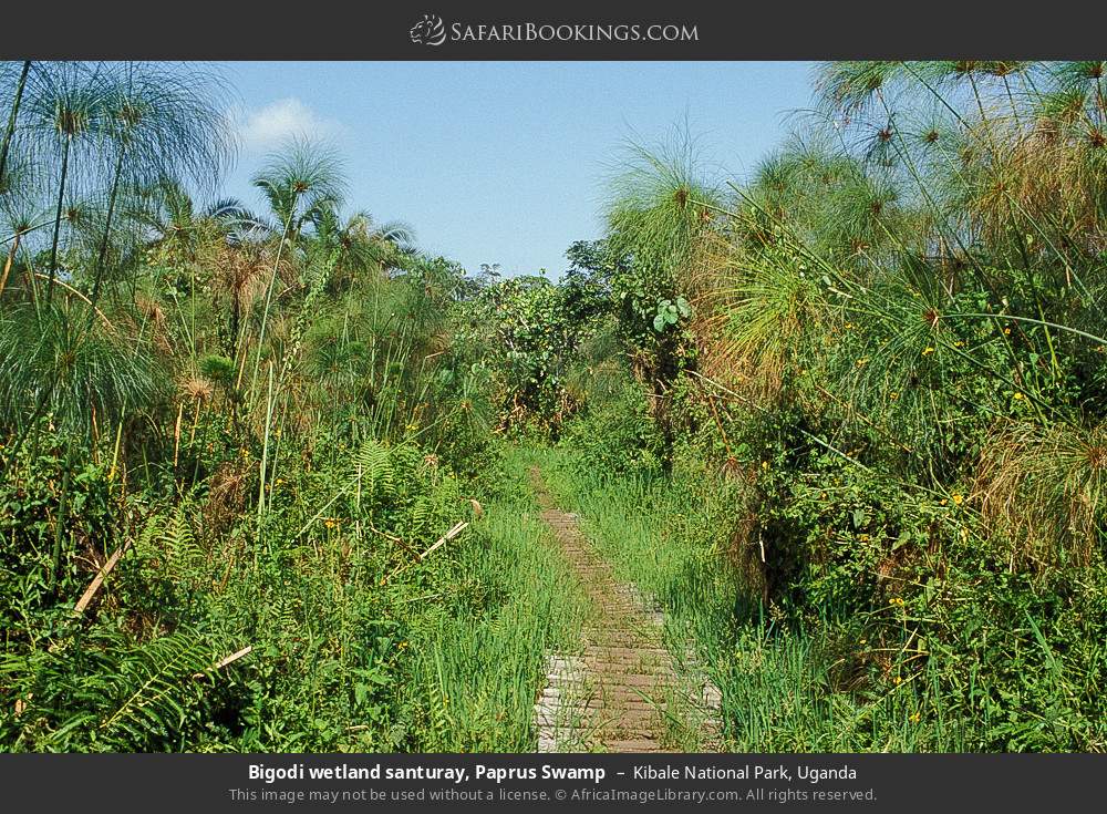 Bigodi Wetland Sanctuary, Papyrus Swamp in Kibale National Park, Uganda