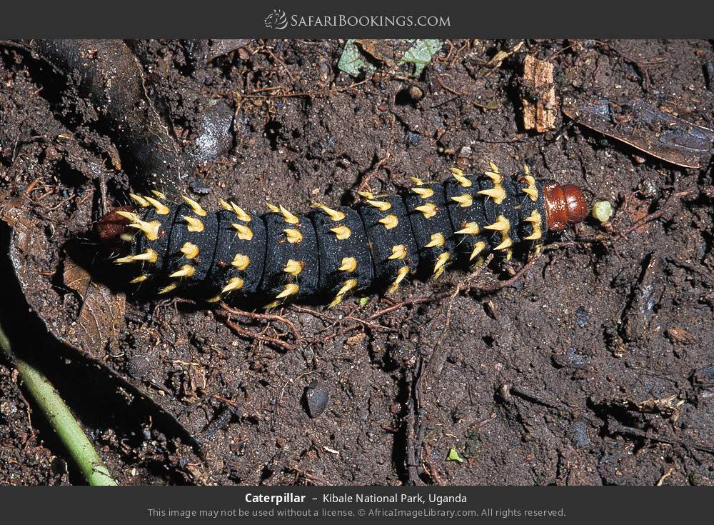 Caterpillar in Kibale National Park, Uganda