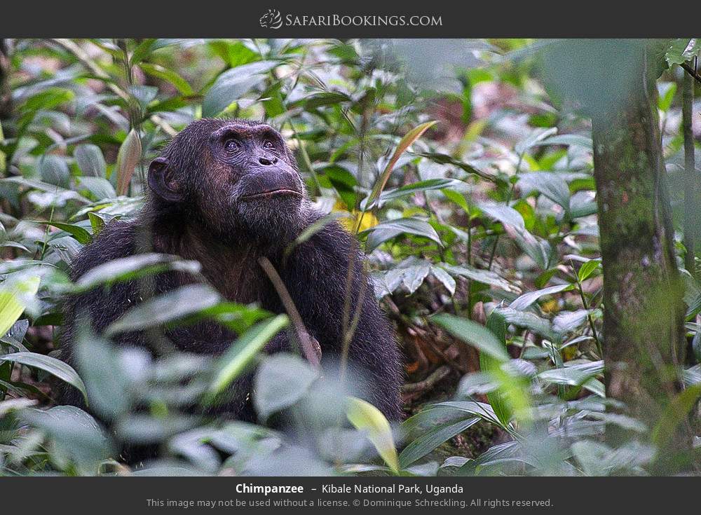 Chimpanzee in Kibale National Park, Uganda