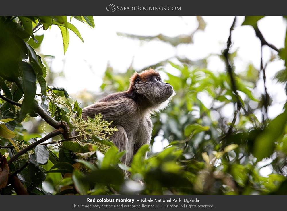 Red colobus monkey in Kibale National Park, Uganda