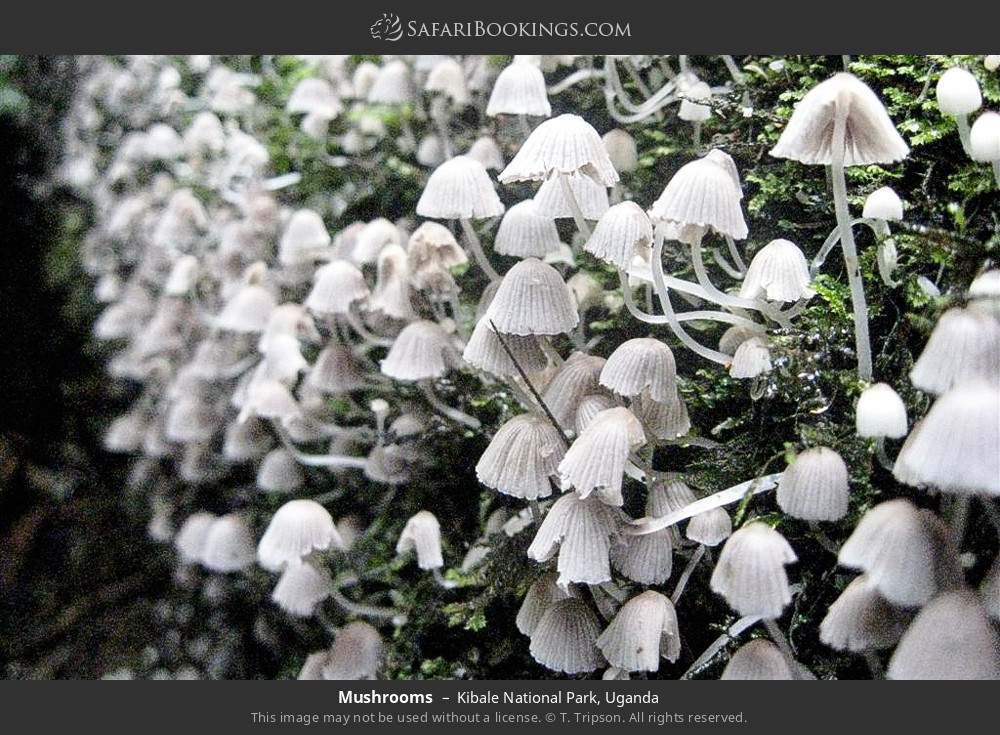 Mushrooms in Kibale National Park, Uganda