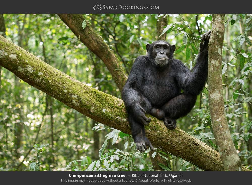 Chimpanzee sitting in a tree in Kibale National Park, Uganda