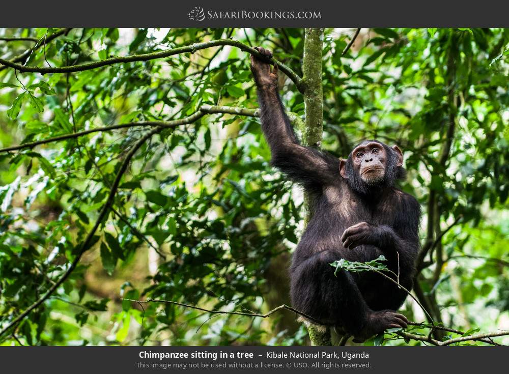 Chimpanzee sitting in a tree in Kibale National Park, Uganda