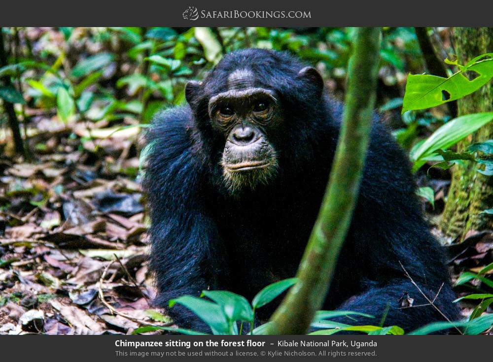 Chimpanzee sitting on the forest floor in Kibale National Park, Uganda