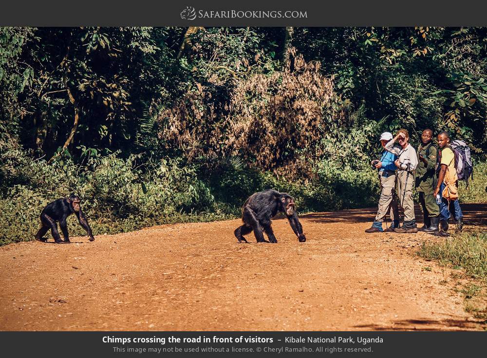 Chimps crossing the road in front of people in Kibale National Park, Uganda