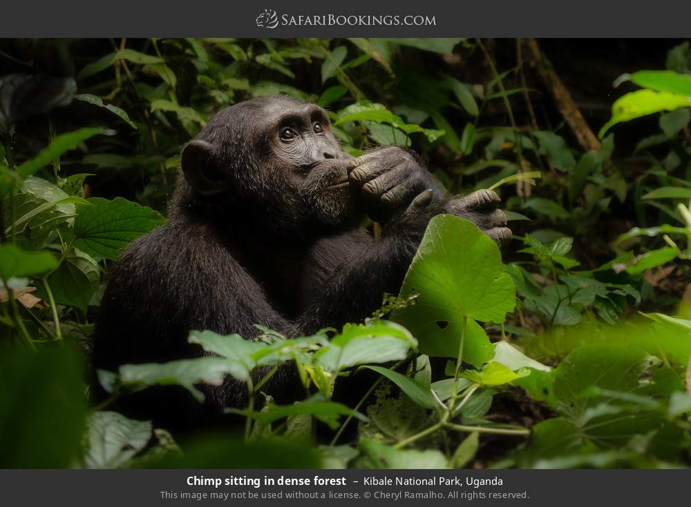 Chimp sitting in dense forest in Kibale National Park, Uganda